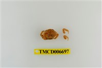 藏品(光輝圓扇蟹)的圖片